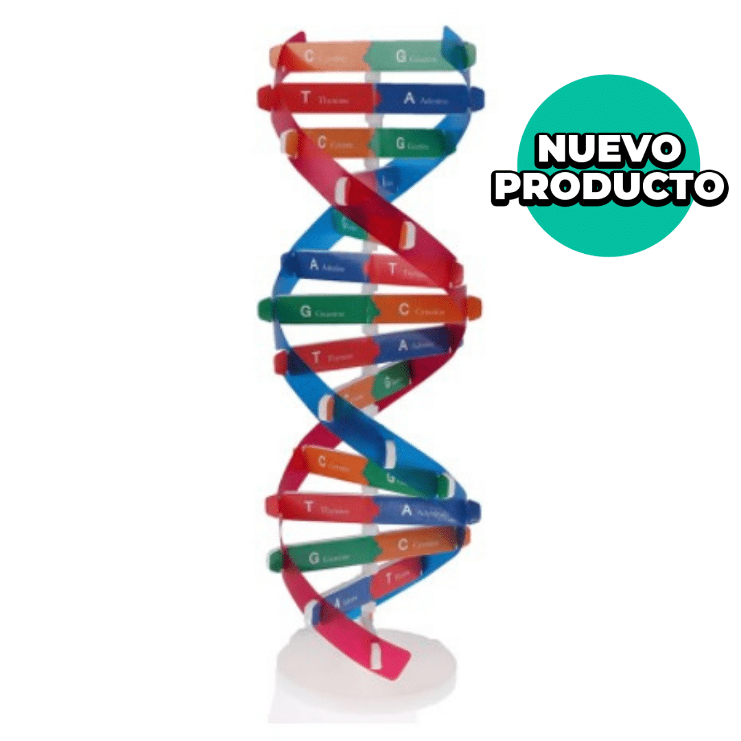 Modelo ADN - Didactica Alquimica